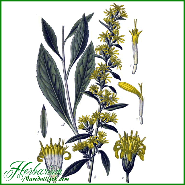 Herbarium - Čelebi grana