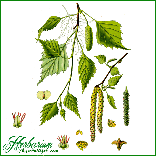 Herbarium - Breza