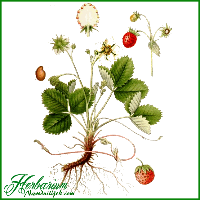 Herbarium – Jagoda šumska