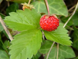 Herbarium – Jagoda šumska