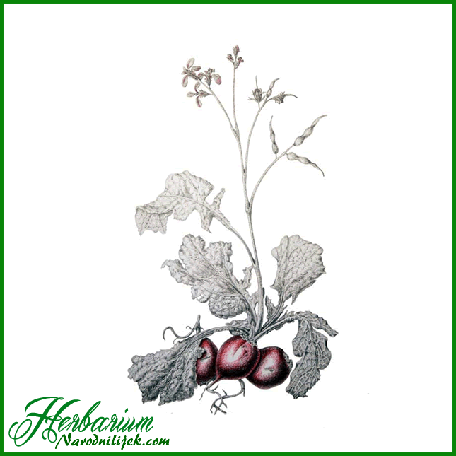 Herbarium - Rotkva ili Povrtnica
