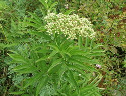 abdovina