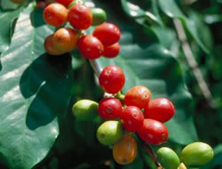 Herbarium - Kafa Arabica