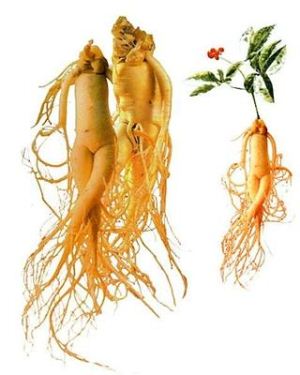 http://www.narodnilijek.com/web/wp-content/uploads/korijen-ginseng.jpg