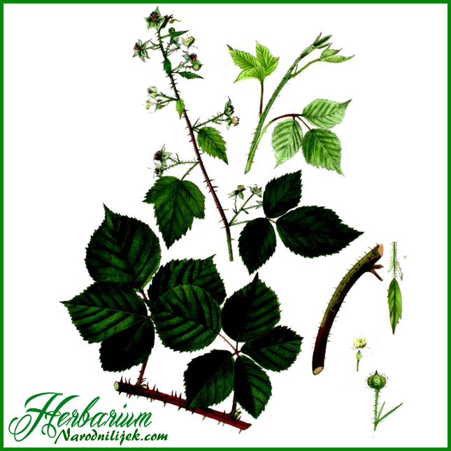 Herbarium - Kupina