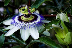 http://www.narodnilijek.com/web/wp-content/uploads/passiflora.jpg