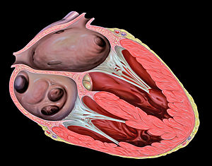Srce Organ