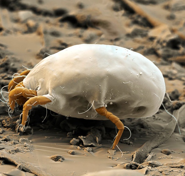 Grinja - Dermatophagoides pteronyssinus