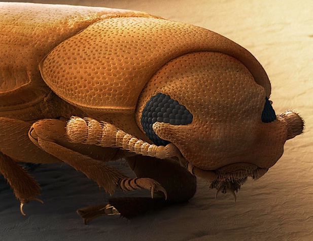 Kestenjasti brašnari - Tribolium castaneum