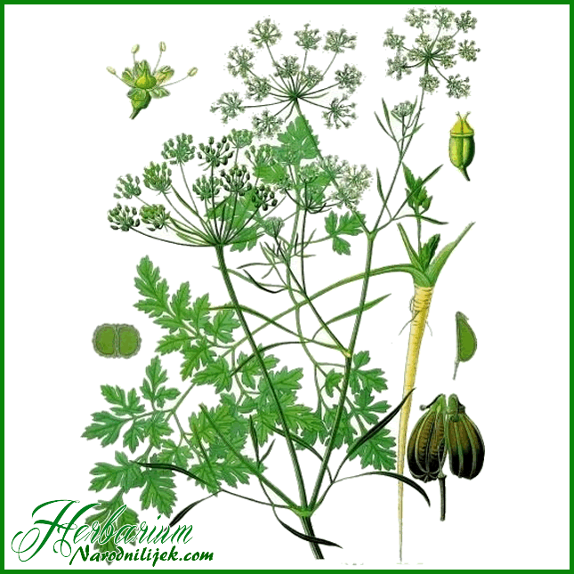 Herbarium - Peršin vrtni