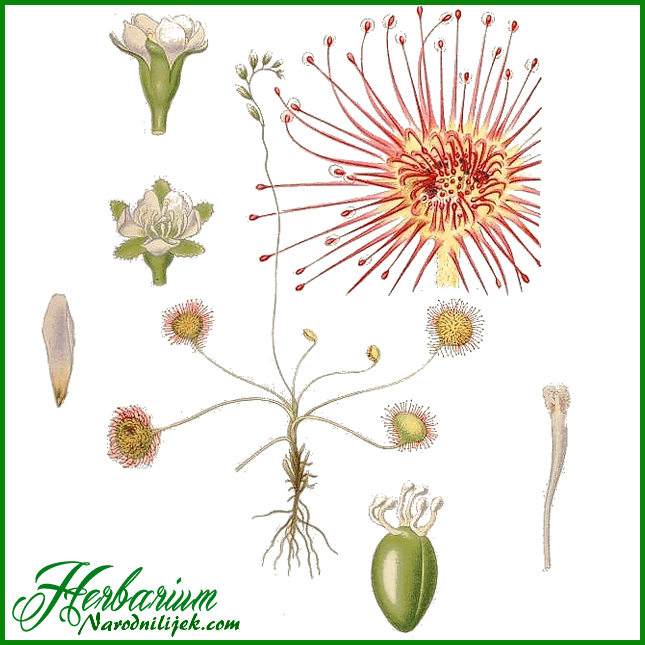 Herbarium - Rosulja