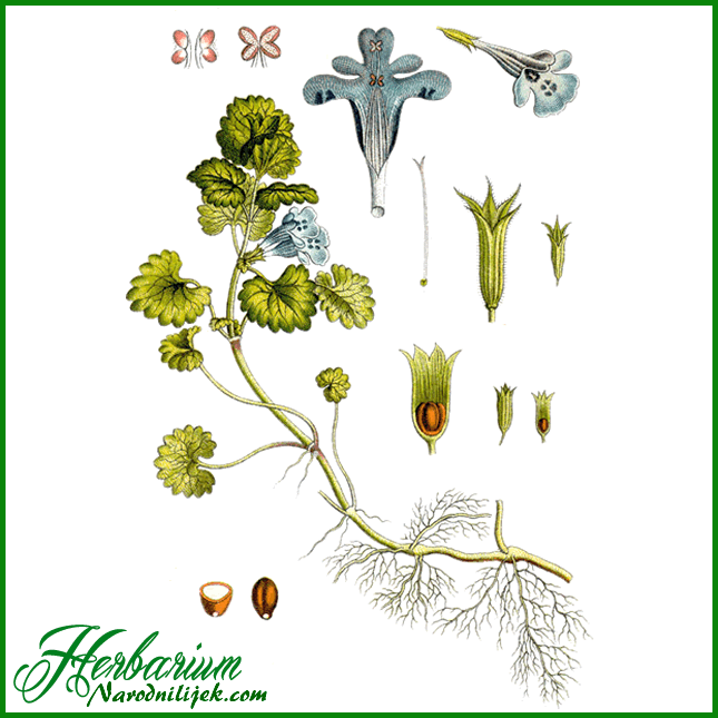 Herbarium Dobricica Best Rezepte