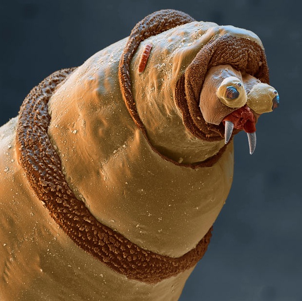 glava crva - Protophormia sp