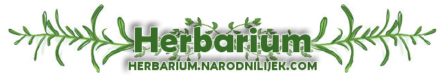 Herbarium - Narodnilijek.com