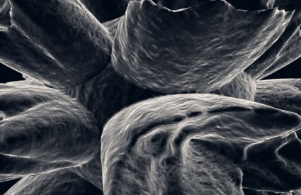 microbe_bakterija