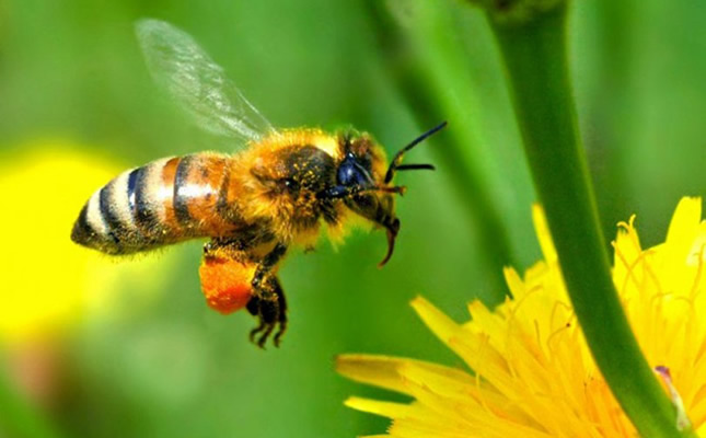pčele, zmije, rakovi kriju lijek za RAK