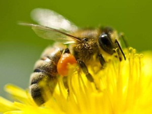 pčela
