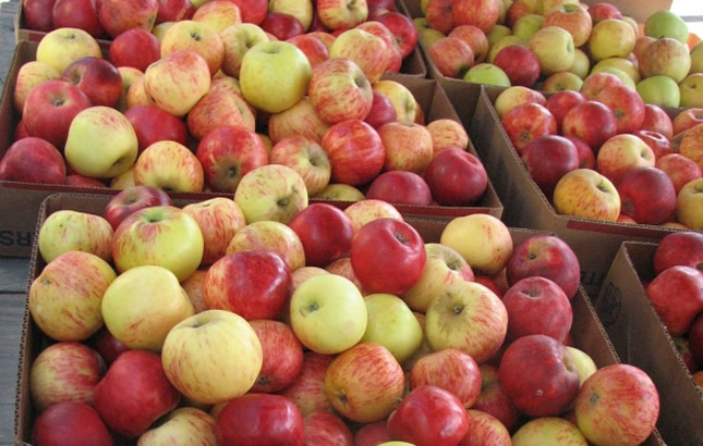 domaće jabuke