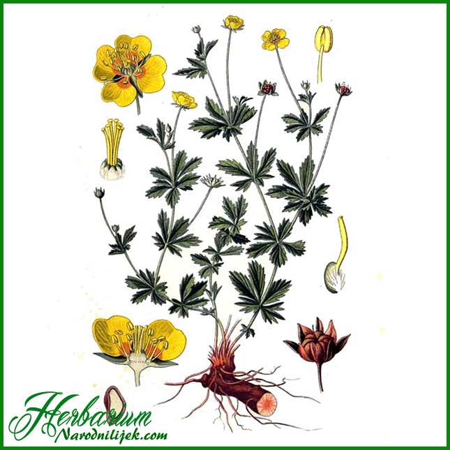Herbarium - Steža